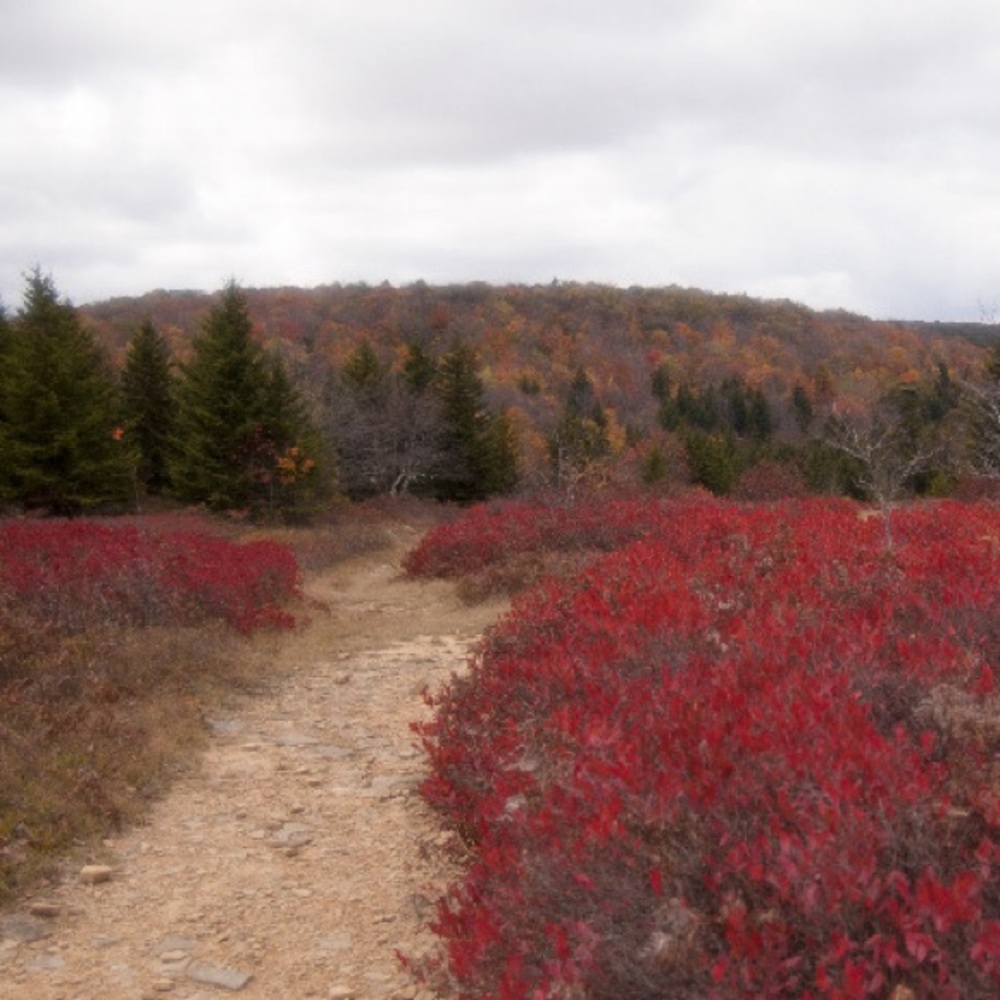 Meet your Posher, Hikers
